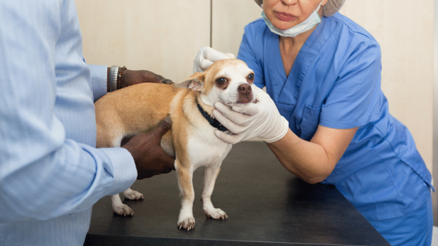 How Much Does It Cost To Neuter a Dog