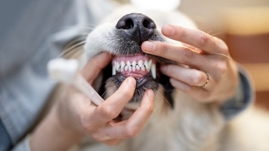 How to Keep Your Dog’s Teeth Healthy