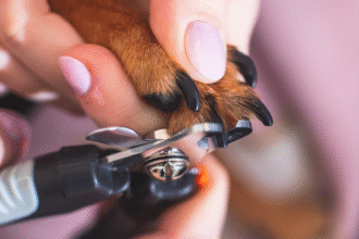 How To Cut Dog Nails Safely at Home