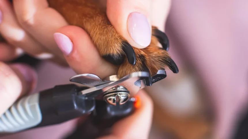 How-To-Cut-Dog-Nails-Safely-at-Home
