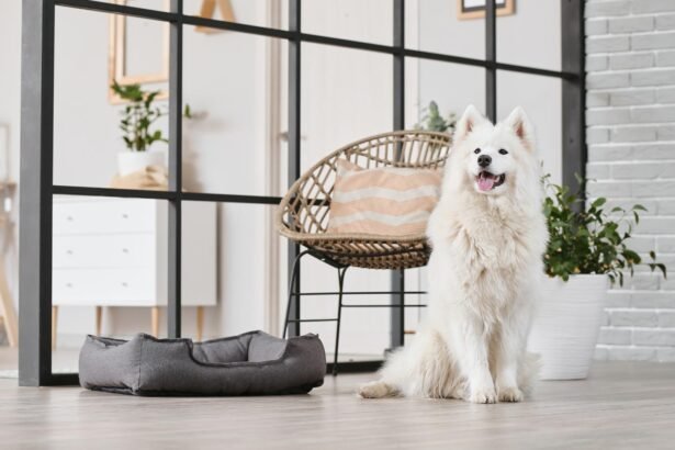 How long Can Dogs Hold Their Pee