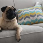 How to Keep Dogs off the Couch