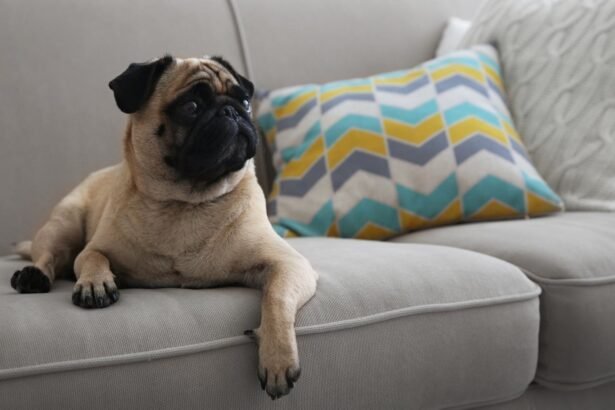 How to Keep Dogs off the Couch