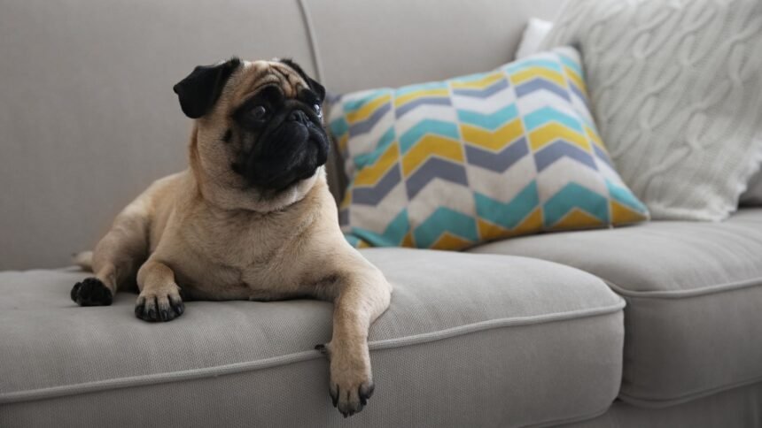 How to Keep Dogs off the Couch