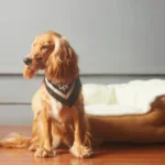 How-to-Make-a-Constipated-Dog-Poop-Quickly