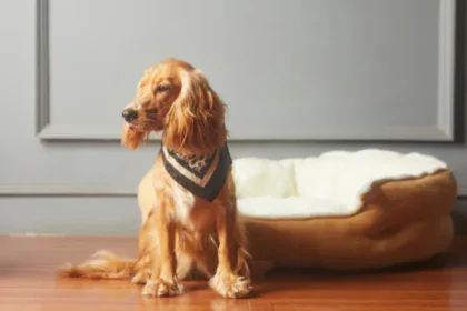 How-to-Make-a-Constipated-Dog-Poop-Quickly