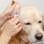 How to Treat Dog Ear Infection Without Vet