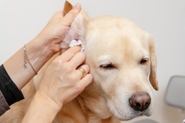 How to Treat Dog Ear Infection Without Vet