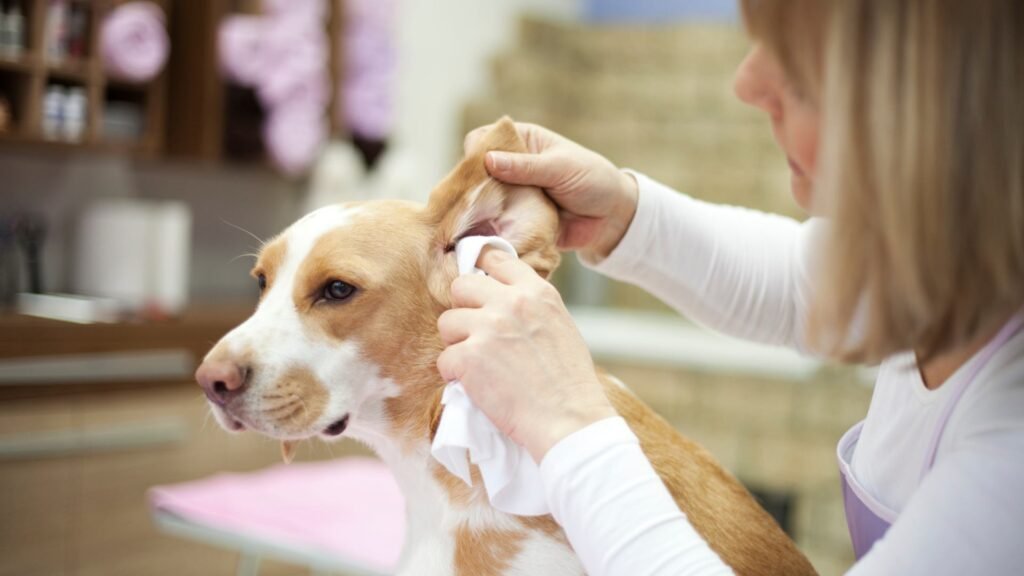 Natural Remedies to Treat Dog Ear Infections