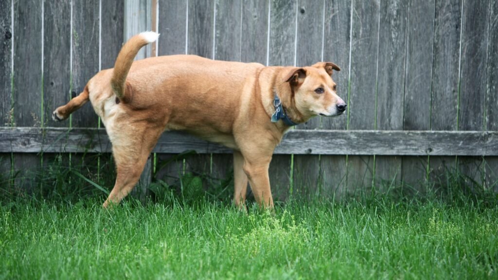 What Are the Signs Your Dog Needs to Pee