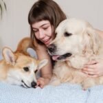 Why Do Dogs Scratch Their Beds