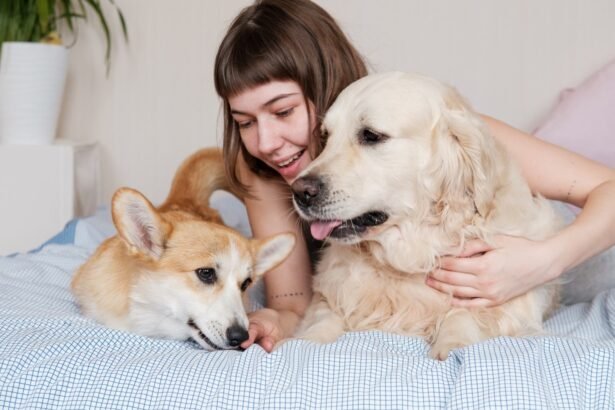 Why Do Dogs Scratch Their Beds