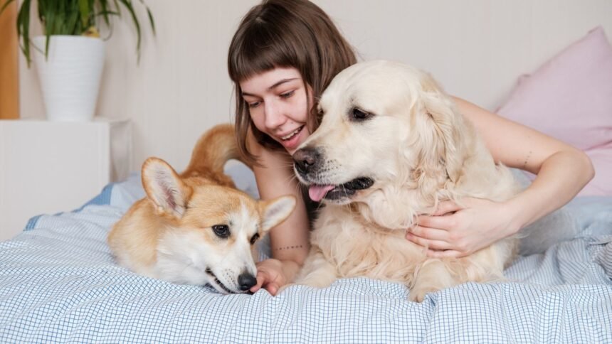 Why Do Dogs Scratch Their Beds