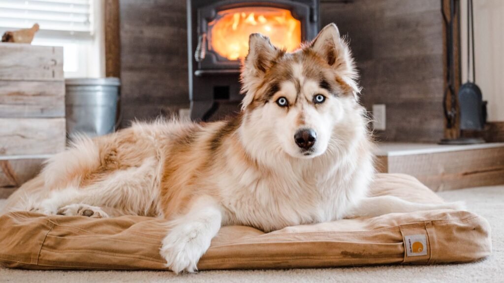 Why You Shouldn’t Make Dogs Hold Their Pee Too Long