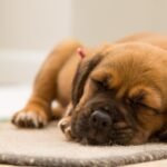 Why do dogs snore