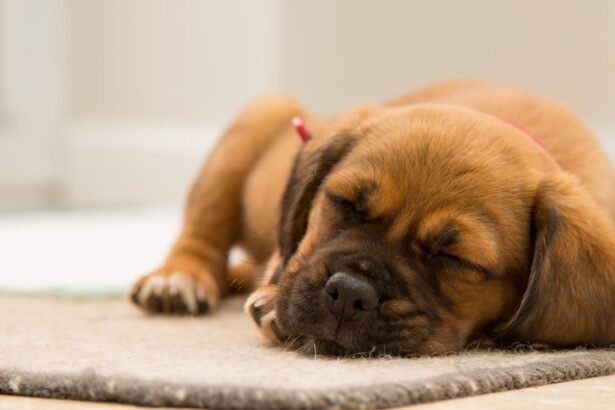 Why do dogs snore