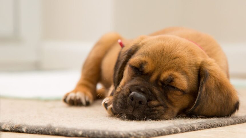 Why do dogs snore
