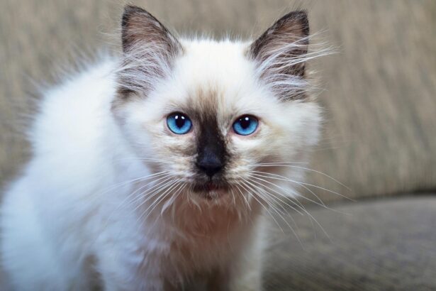 Why the Ragdoll Cat Breed Is Perfect for Families