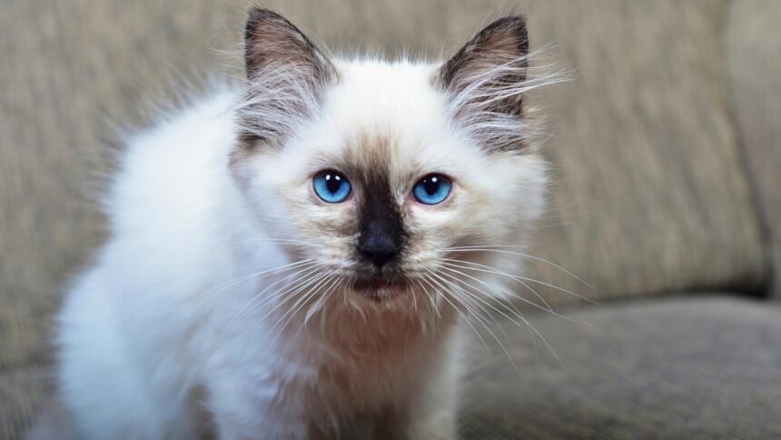 Why the Ragdoll Cat Breed Is Perfect for Families