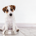 ​How Long Can a Dog Go Without Eating