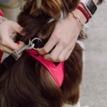 How To Put an Easy Walk Harness On a Dog