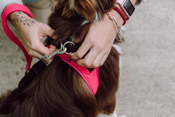 How To Put an Easy Walk Harness On a Dog