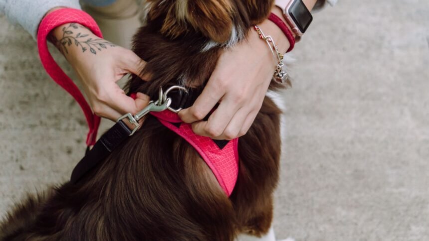 How To Put an Easy Walk Harness On a Dog