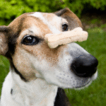 How to Make Homemade Dog Treats Step by Step