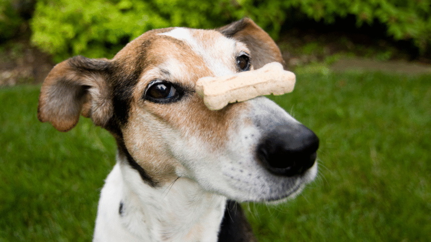 How to Make Homemade Dog Treats Step by Step