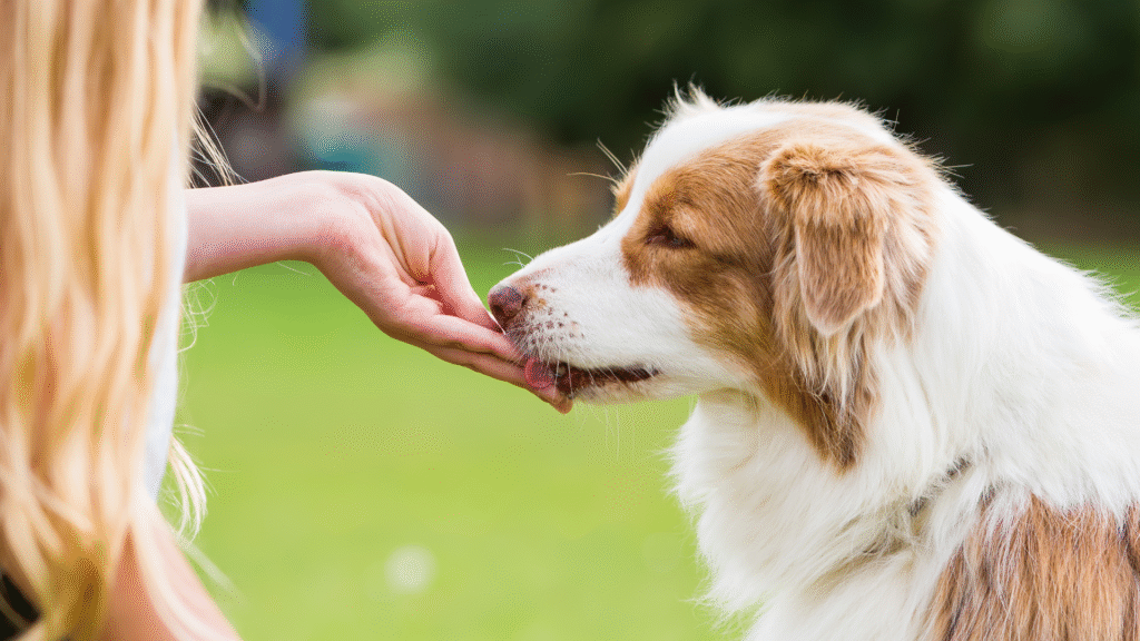 How to Make Homemade Peanut Butter Dog Treats 