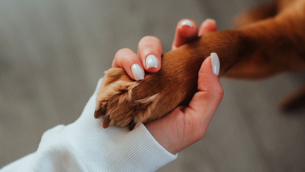Safe Home Remedies to treat dog leg pain after vaccination