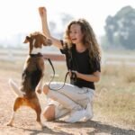 What Are The Five Golden Rules of Dog Training