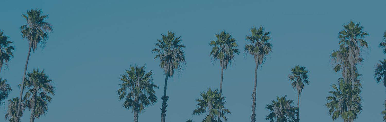 Many tall palm trees with a clear blue sky