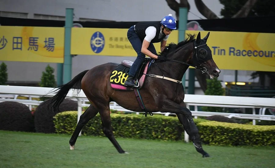 賭馬技巧盤點 | 免費賽馬貼士及賽馬心得，10星好評賽馬投注網推薦！