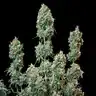 sherbet queen automatic (1)