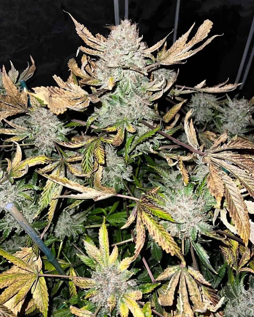 Laughing Hyena Seeds Romulan Kush 2