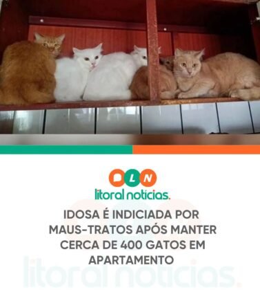 Os gatos estavam aglomerados em um apartamento de aproximadamente 200 metros quadrados, localizado em uma área nobre da cidade.