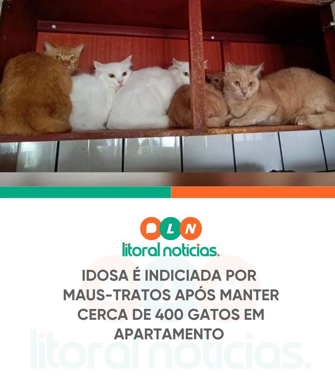 Os gatos estavam aglomerados em um apartamento de aproximadamente 200 metros quadrados, localizado em uma área nobre da cidade.