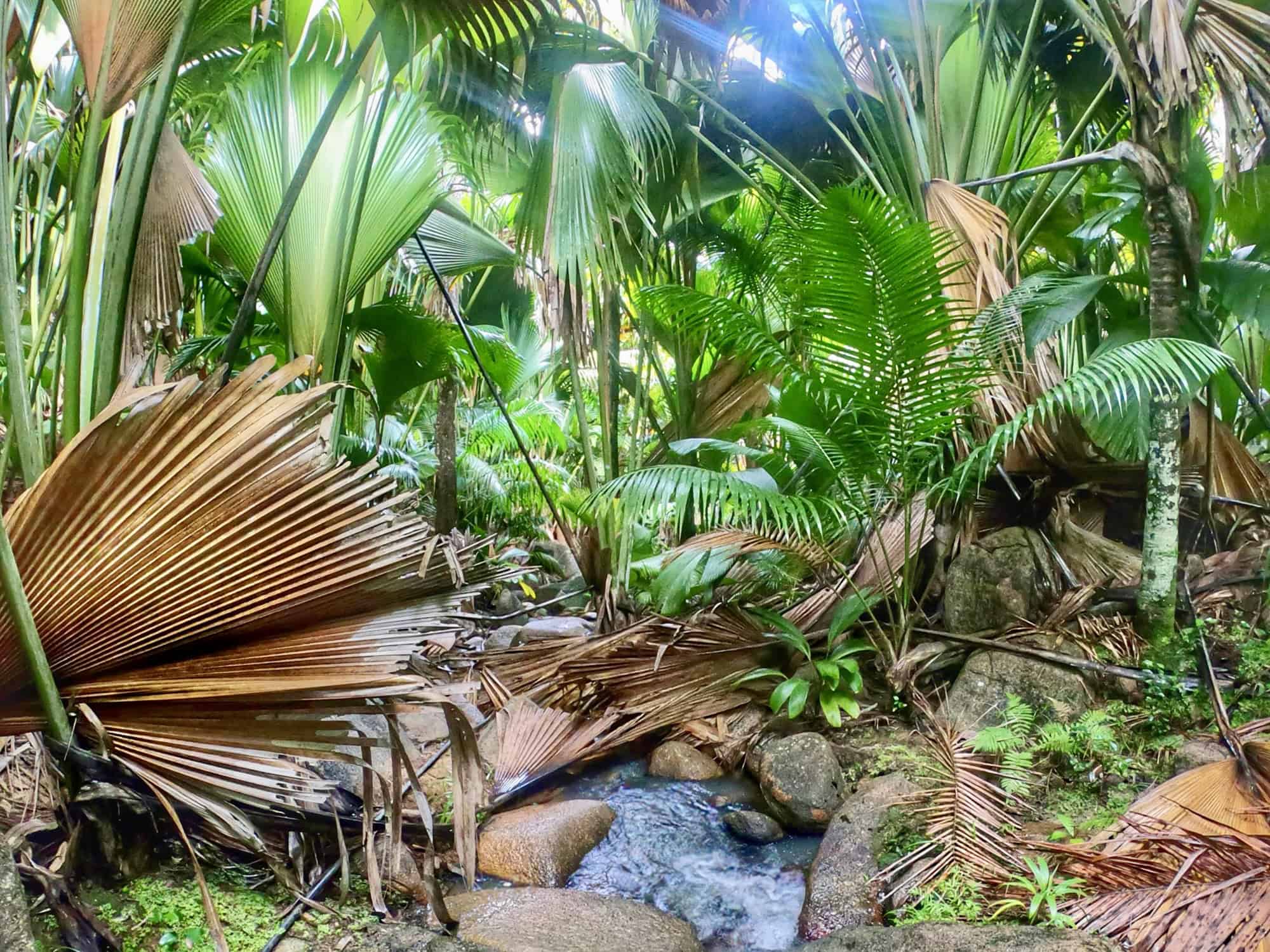 Feuilles de palmiers et végétation tropicale dense avec petit ruisseau dans la jungle seychelloise.