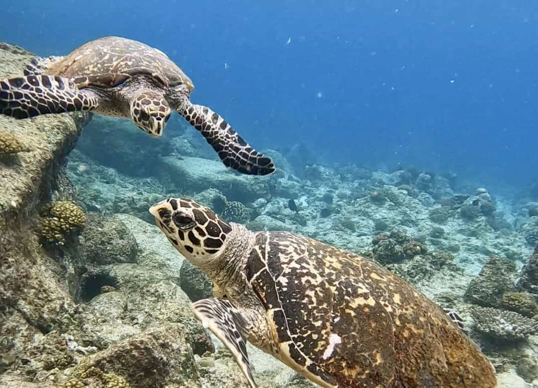 Guests snorkeling with turtles and reef fish