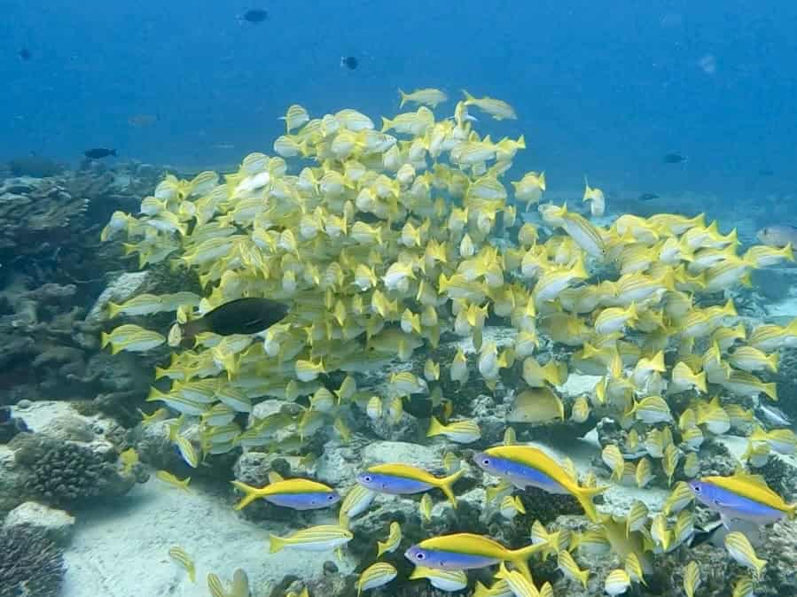 Colorful school of reef fish underwater