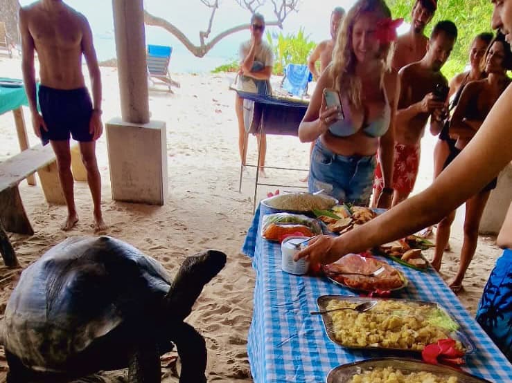Sea turtle near the surface during snorkeling trip