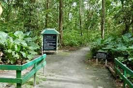 Veuve Reserve — endemic Paradise Flycatcher habitat • Réserve de la Veuve — habitat du gobe-mouche noir