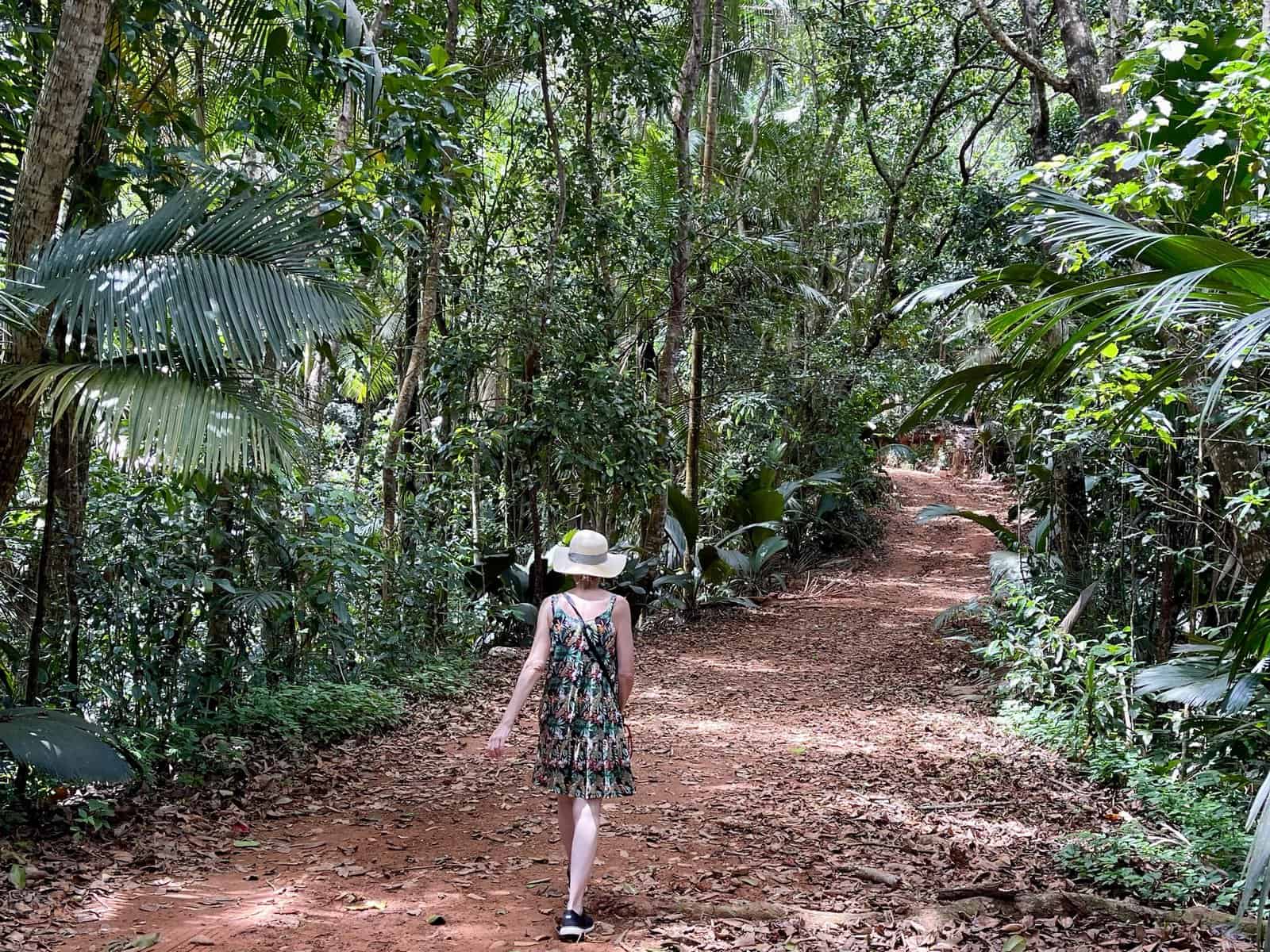 Forest section of Glacis Noir Trail on Praslin