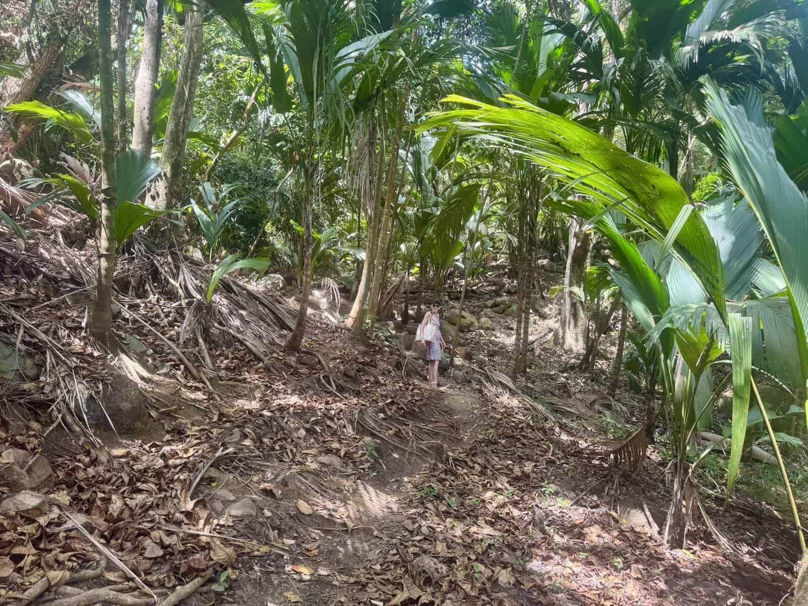 Forest section of the Anse Lazio to Anse Georgette hiking trail on Praslin
