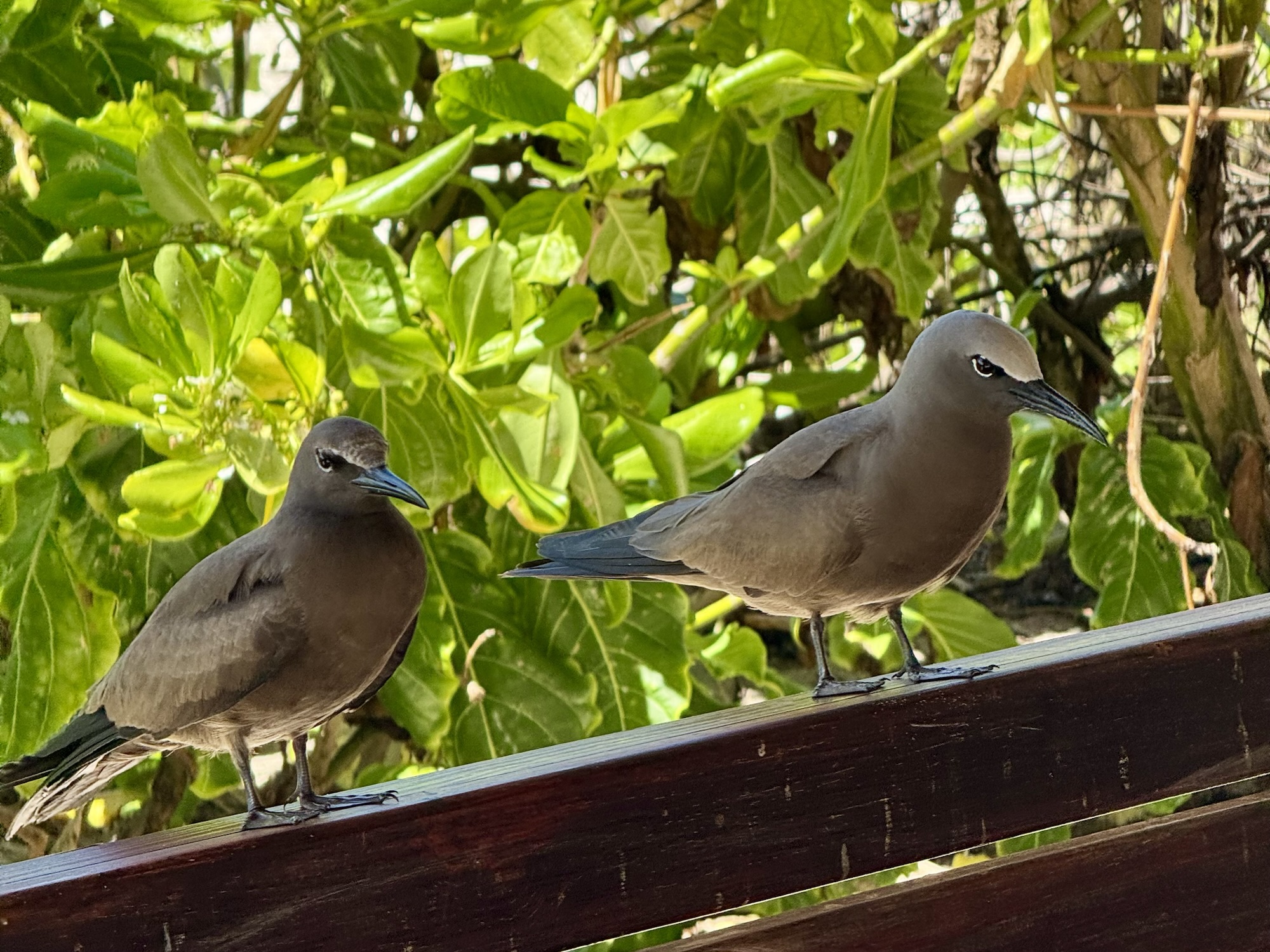 Coastal view and waves on Aride Island