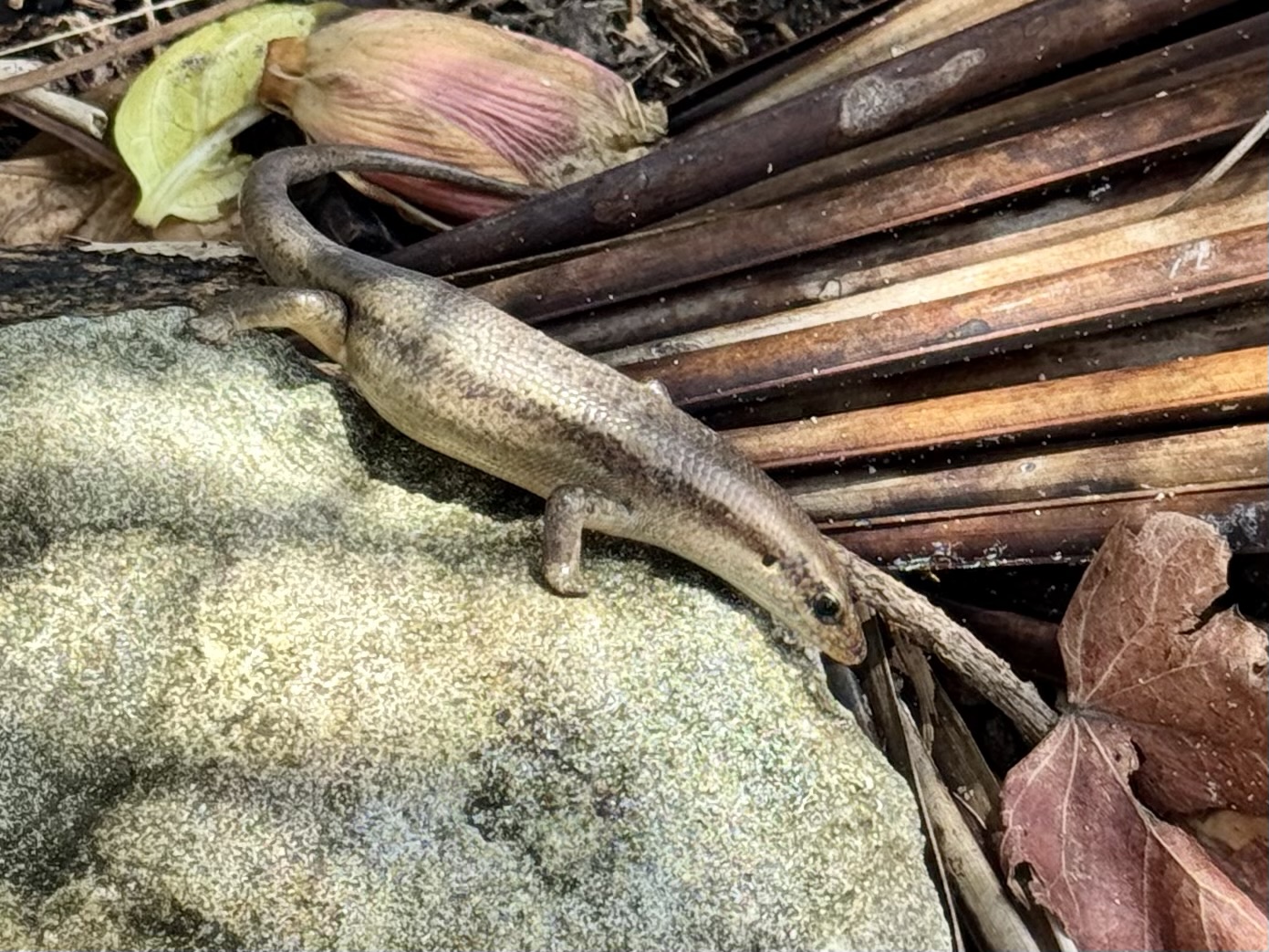 Rocky coast and blue water at Aride Island