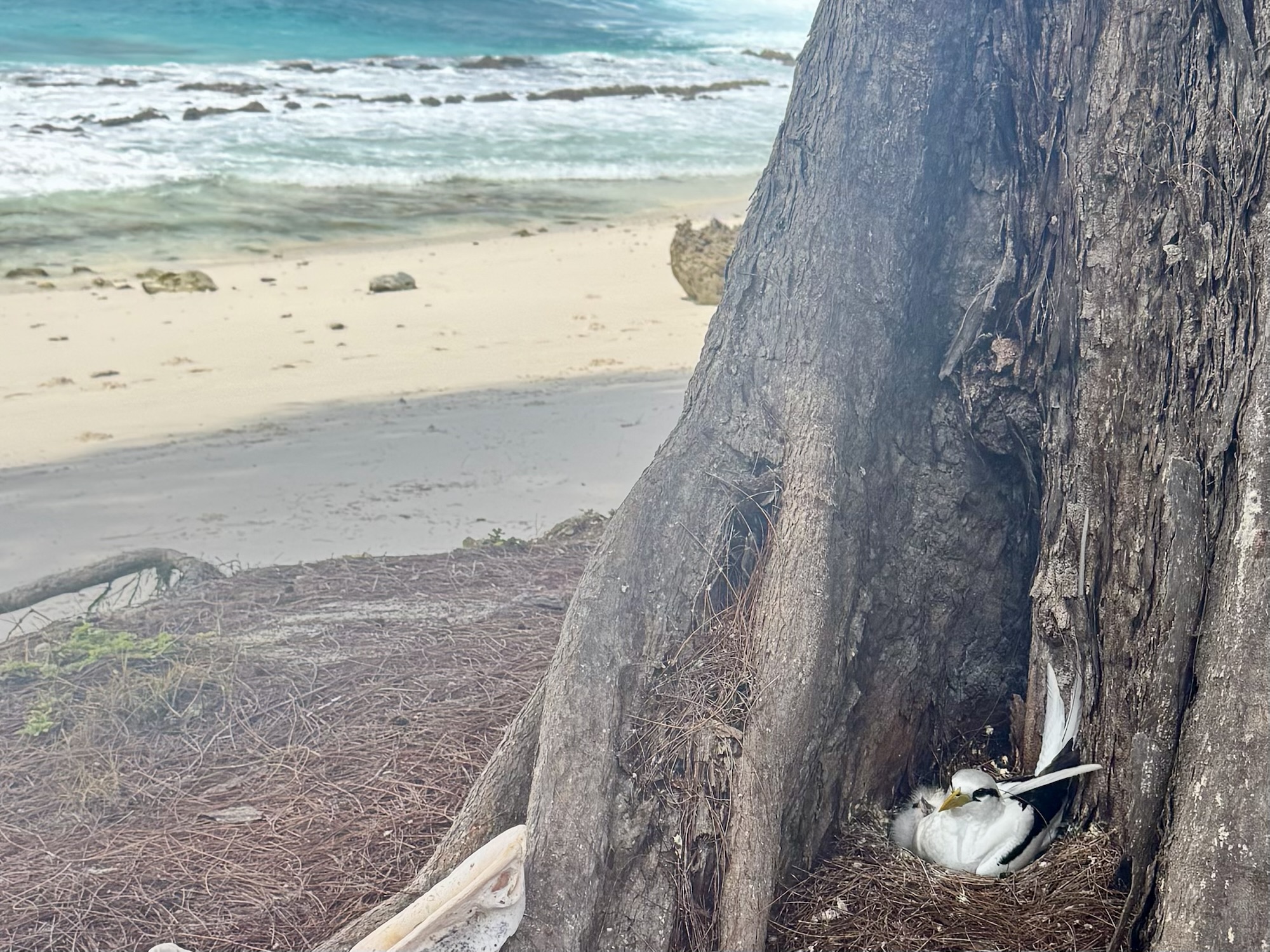 Nest on the ground on Aride Island