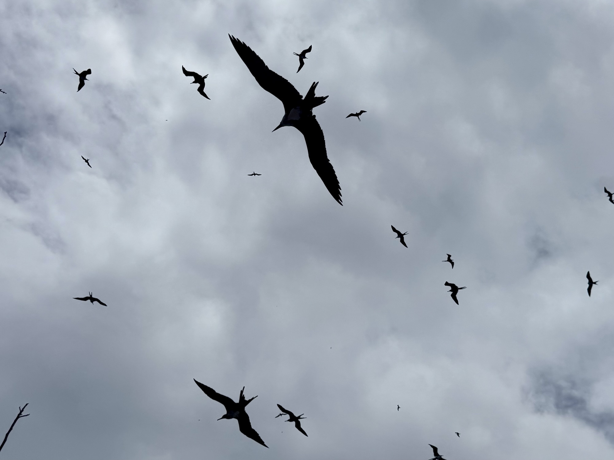 Steep coast and sea birds