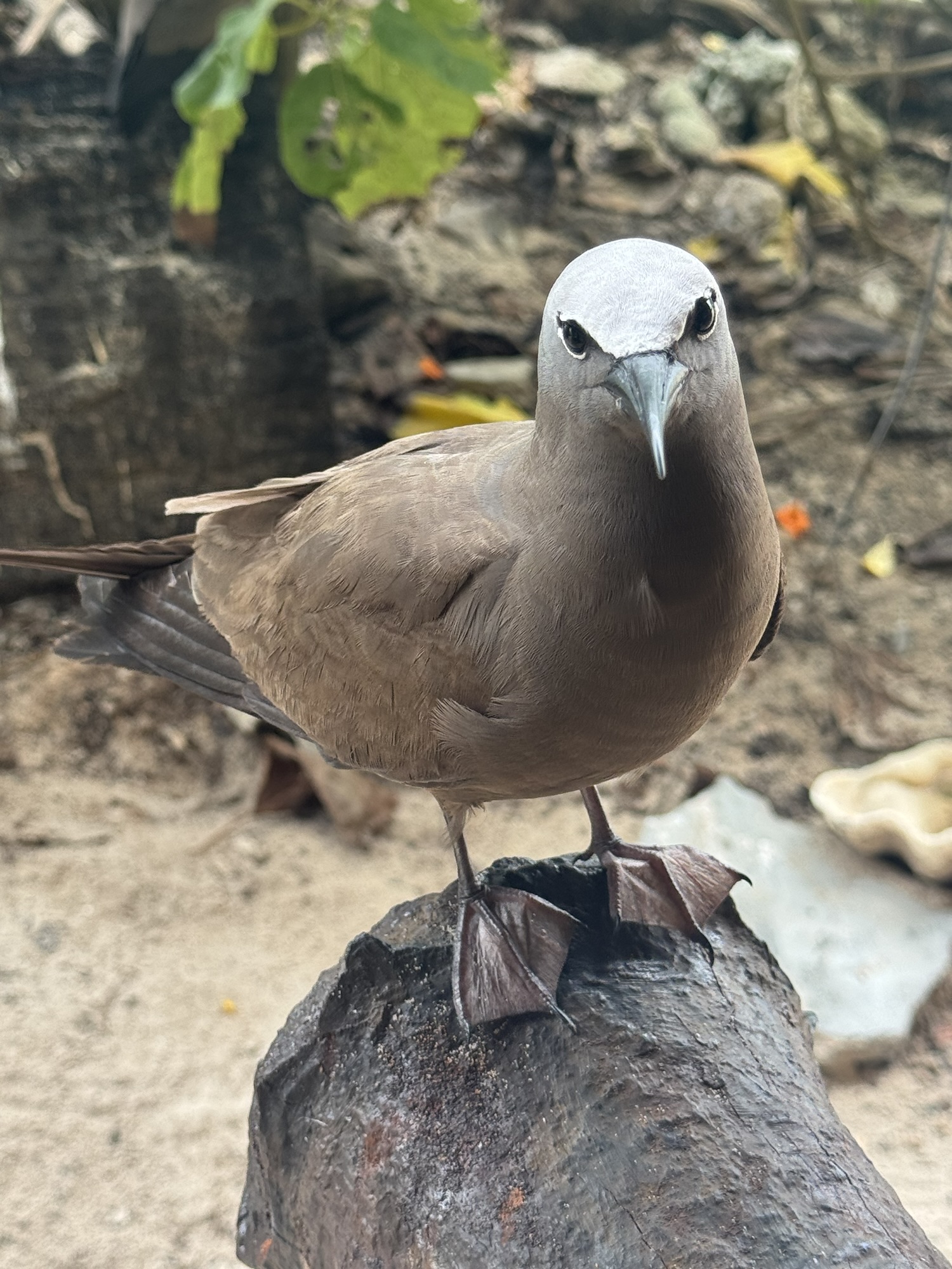 View over the sea from Aride Island